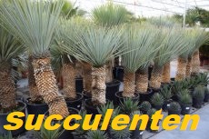 • Succulents