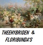 Theehybriden-Floribunda's