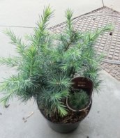 Succulenten