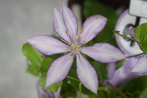 Clematis Samaritan Jo Boulevard 50 60 C2 Palmhunters
