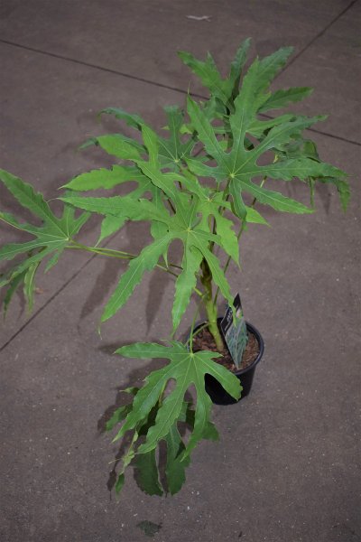 dsc-0103-2