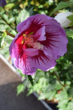 Hibiscus Syriacus Purple Pillar Gandini Santiago 175 200 C50 Palmhunters