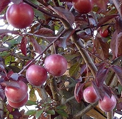 prunus cerasifera nigra palmhunters prunus cerasifera nigra palmhunters