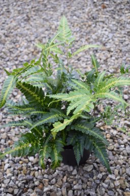 adiantiformis variegata arachnoides rumohra