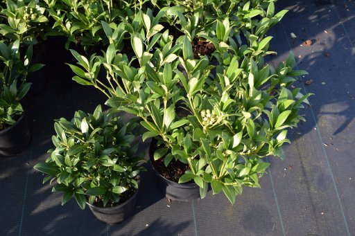 Skimmia Japonica Kew White 25 30 C Palmhunters