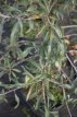 Pyrus salicifolia ‘Pendula’ 10/12 C30 Pyrus salicifolia  ‘Pendula’  10/12  HO C30  -TREURPEER-TREURPERELAAR