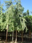 Acer saccharinum  'Laciniatum Wieri'  6/8  HO  ESDOORN