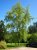 Acer saccharinum 'Laciniatum Wieri' 6/8 HO Acer saccharinum  'Laciniatum Wieri'  6/8  HO  ESDOORN