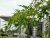 Acer saccharinum 'Laciniatum Wieri' 6/8 HO Acer saccharinum  'Laciniatum Wieri'  6/8  HO  ESDOORN