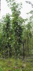 Prunus serrulata  ‘Amanogawa’ 8/10  HO SIERKERS