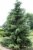 Picea omorika 25 st. 30/50 BW Picea omorika 25 st.30-50  BW  | SERVISCHE SPAR☃
