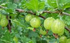 Ribes uva-crispa 'Hinnonmaki Gul' 30-60 BW 10 stuks  | Groene stekelbes-Kruisbes