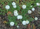 Chamaemelum nobile ‘Ligulosum’