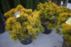 Pinus mugo ‘Winter Gold’ 40/45 C55 Pinus mugo ‘Winter Gold’ | Pijnboom-Bergden  40-45 C55