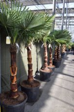 Trachycarpus fort.'Coconut look' 200/230 C110 Trachycarpus fortunei 'Coconut Look'  | Palmboom 200-230 C110
