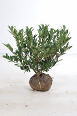 Prunus laurocerasus ‘Otto Luyken’ 60/80 Mot Prunus laurocerasus ‘Otto Luyken’ - Laurierkers 60-80 Mot
