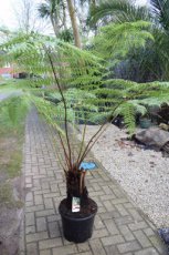 Cyathea australis | Australische boomvaren 80-100 C15