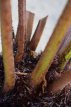 Cyathea australis 80/100 C15 Cyathea australis | Australische boomvaren 80-100 C15