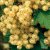 Ribes rubrum 'Weisse Versailles' - stam Ribes rubrum 'Weisse Versailles' | Witte trosbes-Aalbes  80-100 C4 Stam