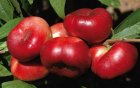 Prunus persica nucipersica 'Mesembrine' STR Prunus persica nucipersica 'Mesembrine'   BW | Platte Nectarine