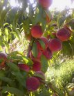 Prunus persica 'Grosse Mignonne' STR C Prunus persica 'Grosse Mignonne'(Madame Gaujard) | Perzik STR C7