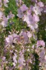 Sidalcea ‘Elsie Heugh’ Sidalcea ‘Elsie Heugh’ | Mauve d-l prairie 80 P9