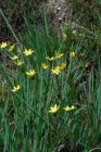 Sisyrinchium californicum Sisyrinchium californicum | Mini Iris 15 P9