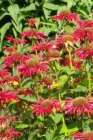 Monarda ‘Gardenview Scarlet’ Monarda ‘Gardenview Scarlet’ | Bergamotplant 100 P9