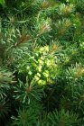 Euphorbia cyparissias ‘Clarice Howard’ Euphorbia cyparissias ‘Clarice Howard’ | Cypreswolfsmelk 25 P9