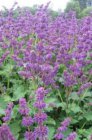 Salvia verticillata ‘Purple Rain’ 50 P9 Salvia verticillata ‘Purple Rain’ | Kranssalie 50 P9