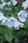 Pulmonaria officinalis ‘Sissinghurst  White’ | Longkruid 40 P9