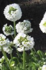 Primula denticulata ‘Alba’ Primula denticulata ‘Alba’ | Kogelsleutelbloem 15 P9