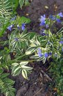 Polemonium caeruleum  Brise d’Anjou® (‘Blanjo Polemonium caeruleum  Brise d’Anjou® (‘Blanjou’) | Jakobsladder 80 P9