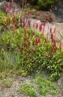 Persicaria bistorta ‘Superba’(=Latifolium) | Adderwortel 70 P9