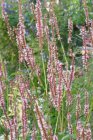 Persicaria amplexicaulis ‘Rosea’ Persicaria amplexicaulis ‘Rosea’ | Adderwortel 120 P9