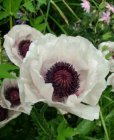 Papaver orientale ‘Perry’s White’ Papaver orientale ‘Perry’s White’ | Oosterse klaproos 100 P9