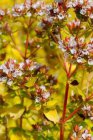 Origanum vulgare ‘Thumble’s Variety’ Origanum vulgare ‘Thumble’s Variety’ | Marjolein 30 P9