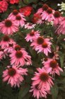 Echinacea purpurea ‘Leuchtstern’ Echinacea purpurea ‘Leuchtstern’ | Rode zonnehoed 80 P9