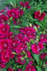 Dianthus (B) ‘Indianer Teppich’ Dianthus barbatus ‘Indianer Teppich’ | Duizendschoon 25 P9