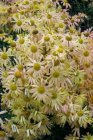 Chrysanthemum (R) ‘Mary Stoker’ Chrysanthemum x rubellum ‘Mary Stoker’ | Margriet 70 P9