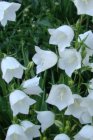 Campanula cochleariifolia ‘White Baby’ Campanula cochleariifolia ‘White Baby’ | Klokje 5 P9