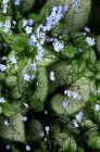 Brunnera macrophylla ‘Jack Frost’® Brunnera macrophylla ‘Jack Frost’® | Kaaps-vergeet-me-nietje 50 P9