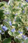 Brunnera macrophylla ‘Hadspen Cream’ | Kaaps-vergeet-me-nietje 30 P9