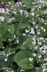 Brunnera macrophylla ‘Betty Bowring’ | Kaaps-vergeet-me-nietje 40 P9