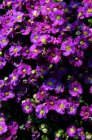Aubrieta ‘Cascade Purple’ | Randjesbloem 10 P9