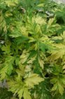 Artemisia vulgaris | Bijvoet 140 P9