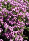 Aethionema armenum ‘Warley Rose’ | Steenkers 20 P9