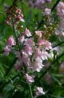 Linaria purpurea ‘Canon J. Went’ Linaria purpurea ‘Canon J. Went’ | Vlasleeuwebek 60 P9