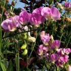 Lathyrus latifolius ‘Pink Pearl’ Lathyrus latifolius ‘Pink Pearl’ | Pronkerwt 150 P9