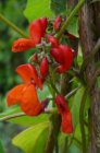 Lathyrus latifolius ‘Red Pearl’ Lathyrus latifolius ‘Red Pearl’ | Pronkerwt 150 P9